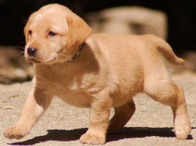 golden x labrador