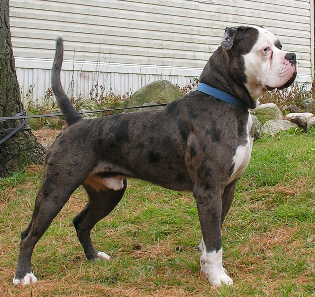 bulldog alapaha blue blood