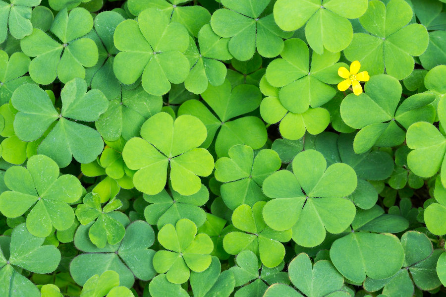 pictures of four leaf clovers