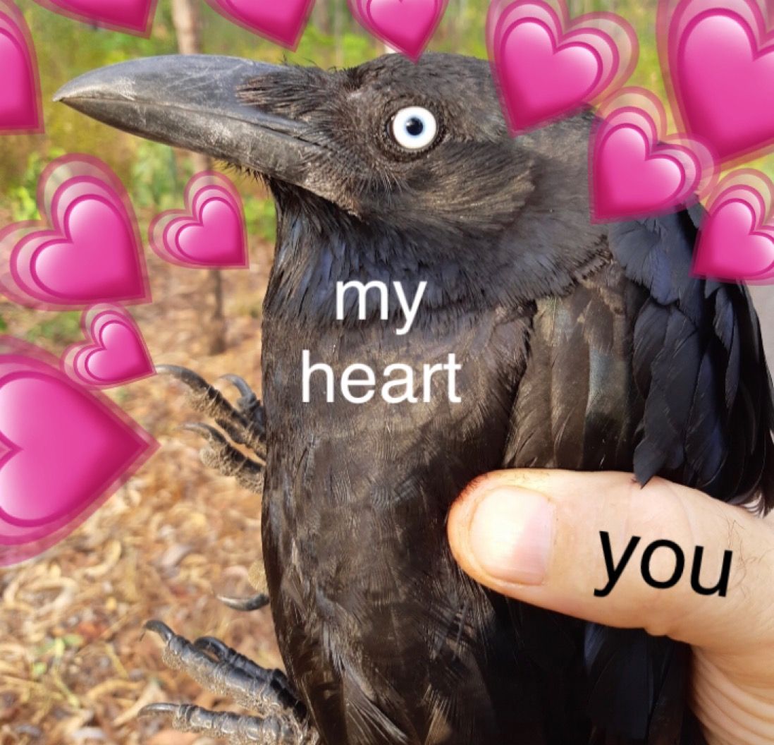 crow meme