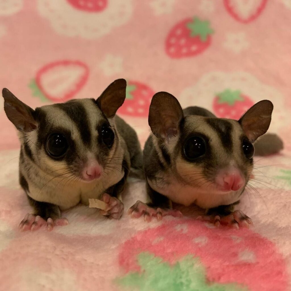 sugar gliders for sale kansas city