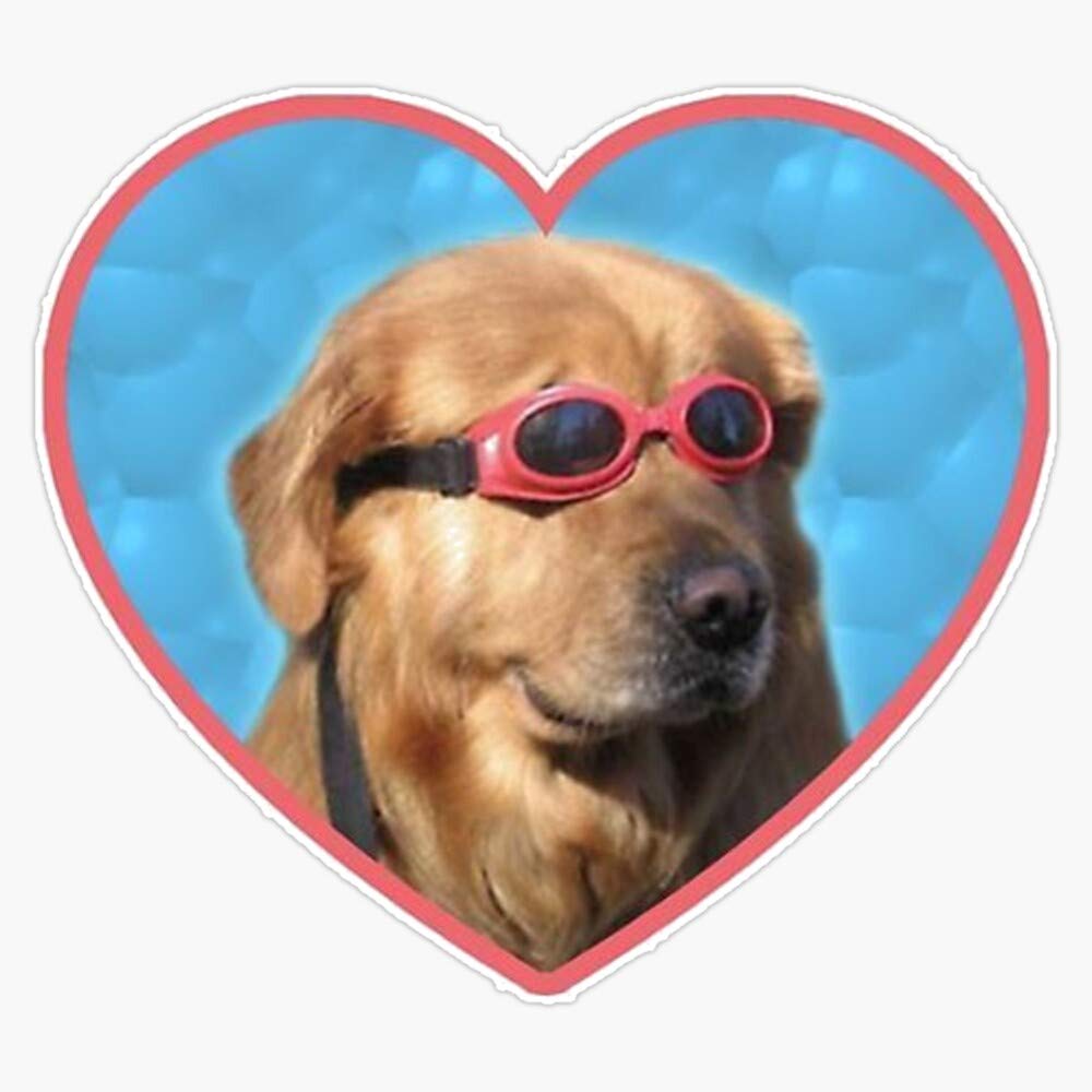 dog with glasses meme