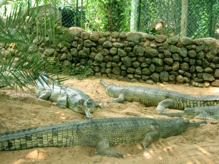 guindy national park timings today