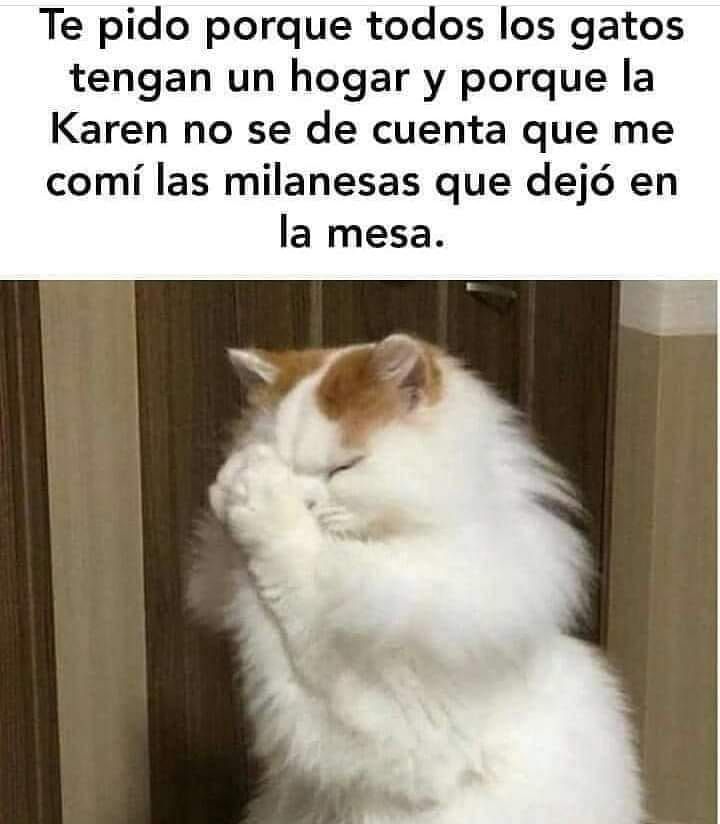 gatos random memes