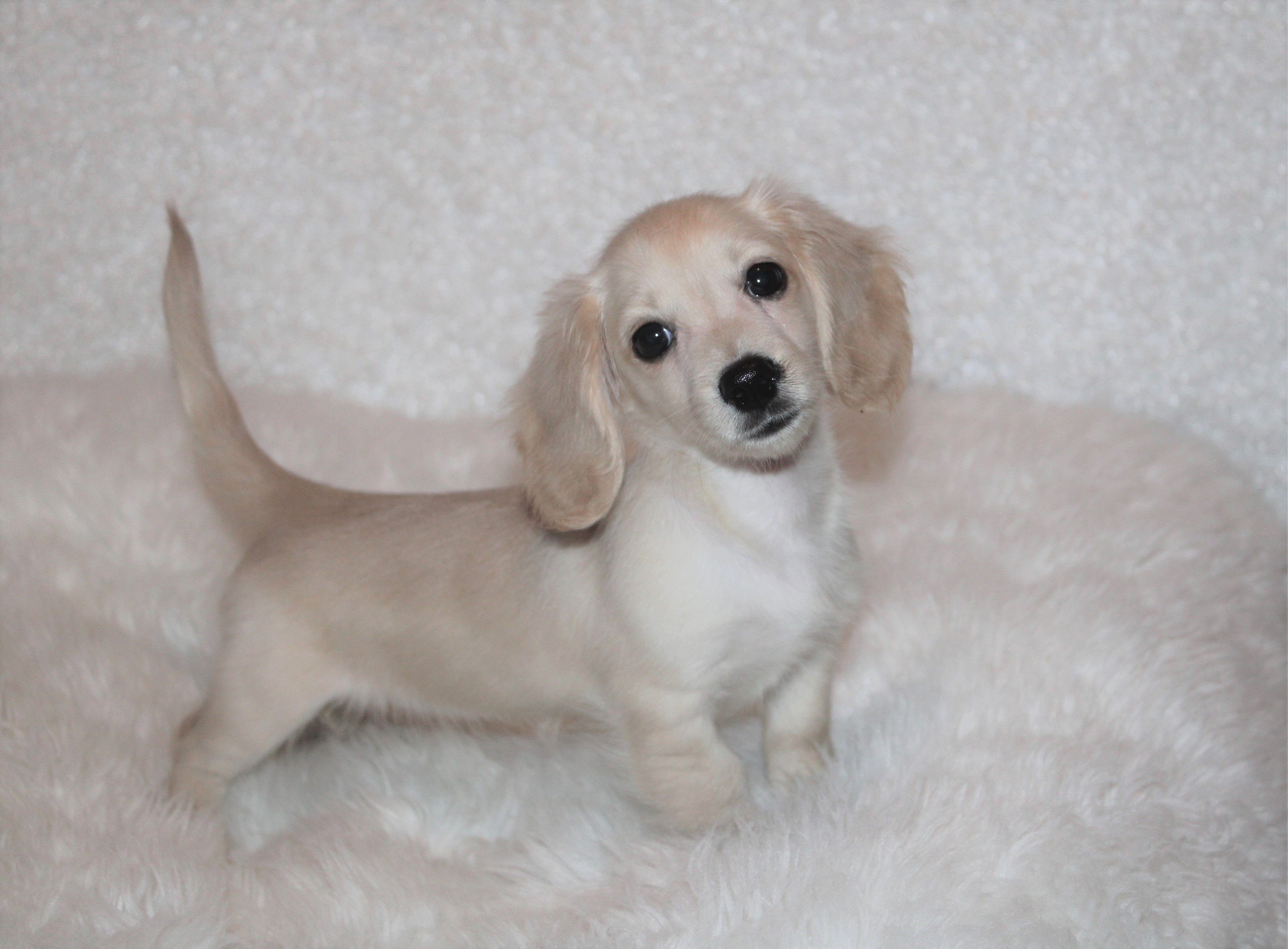 english cream dachshund