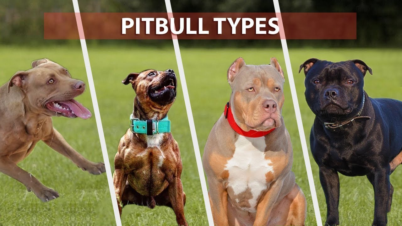 types of pitbull