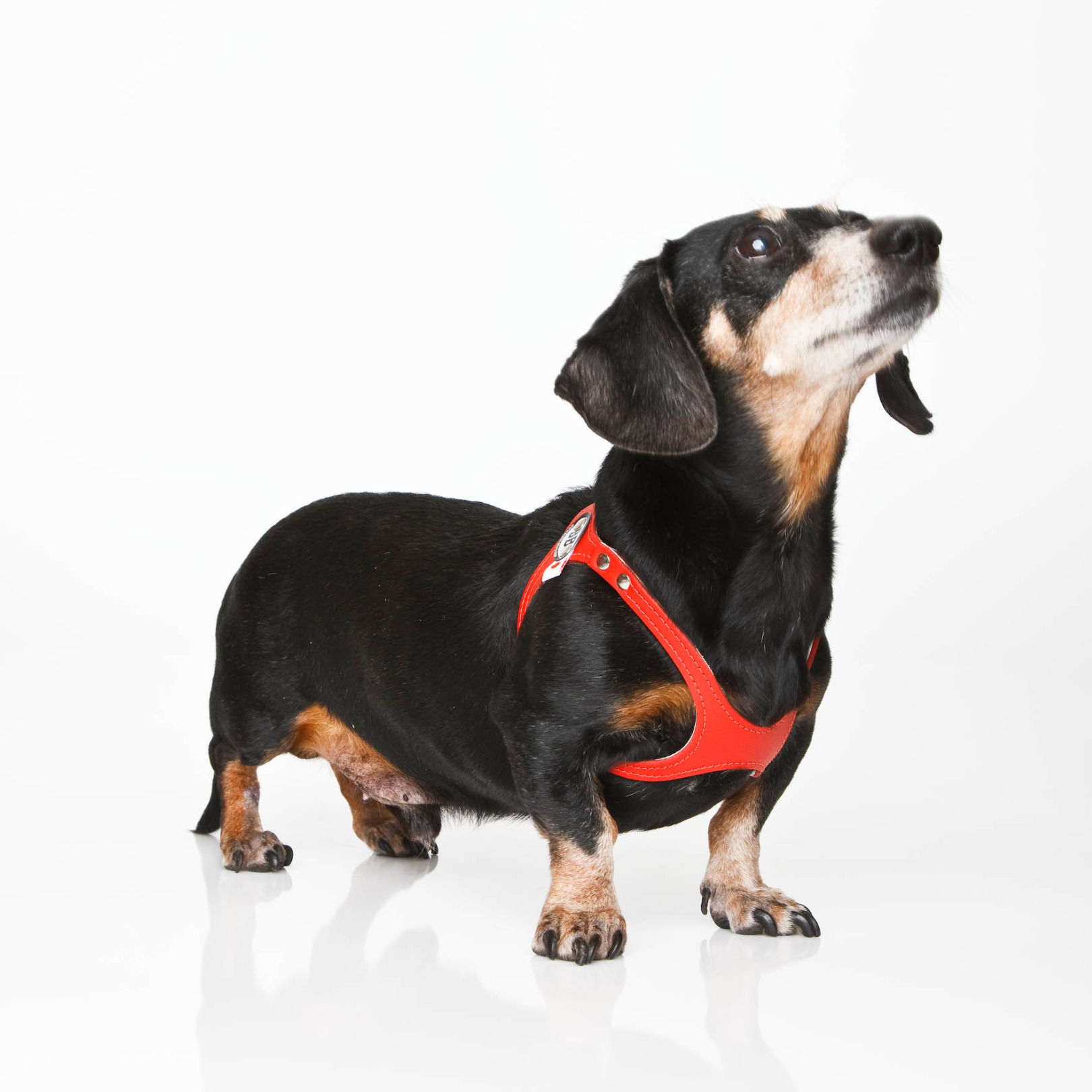 buddy belts dog harness