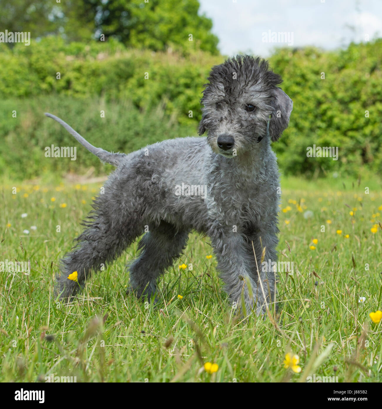 terrier pups