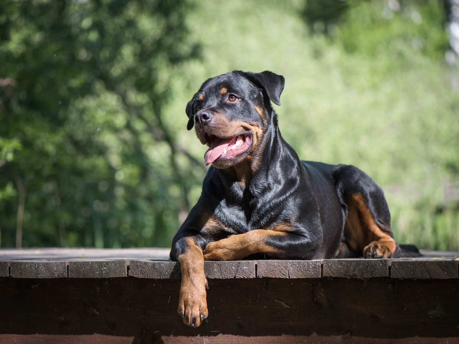 rottweiler puppies for sale miami