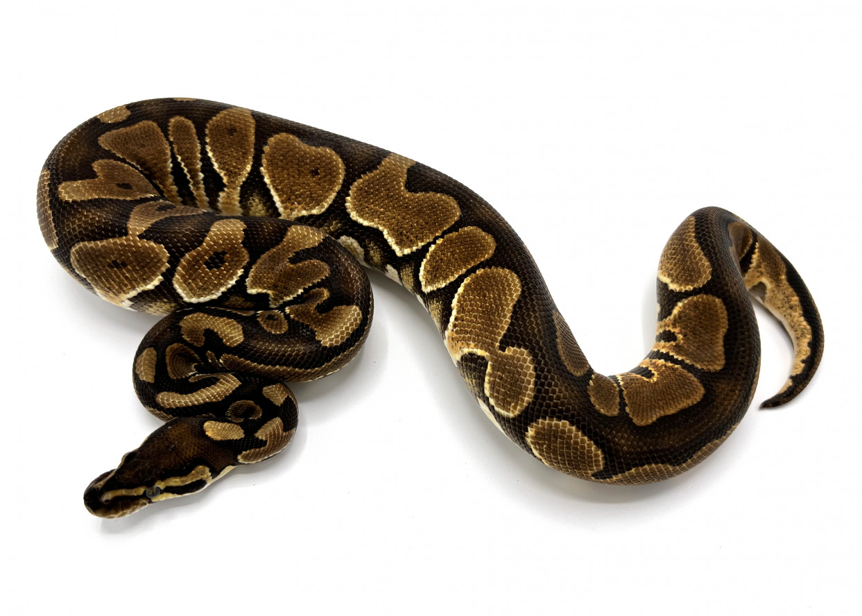 enchi royal python