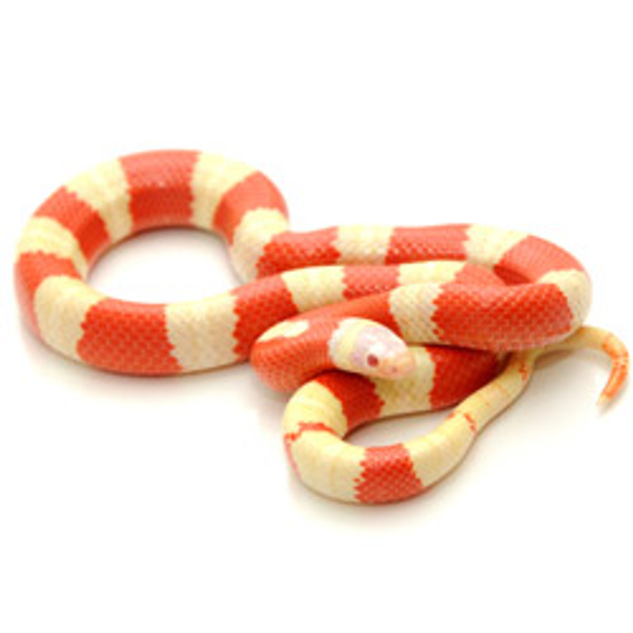 milk snake for sale