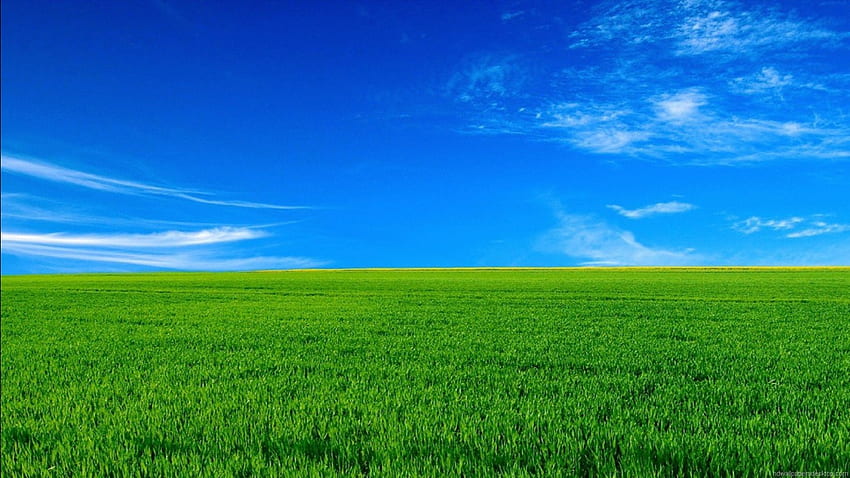 blue sky green grass background