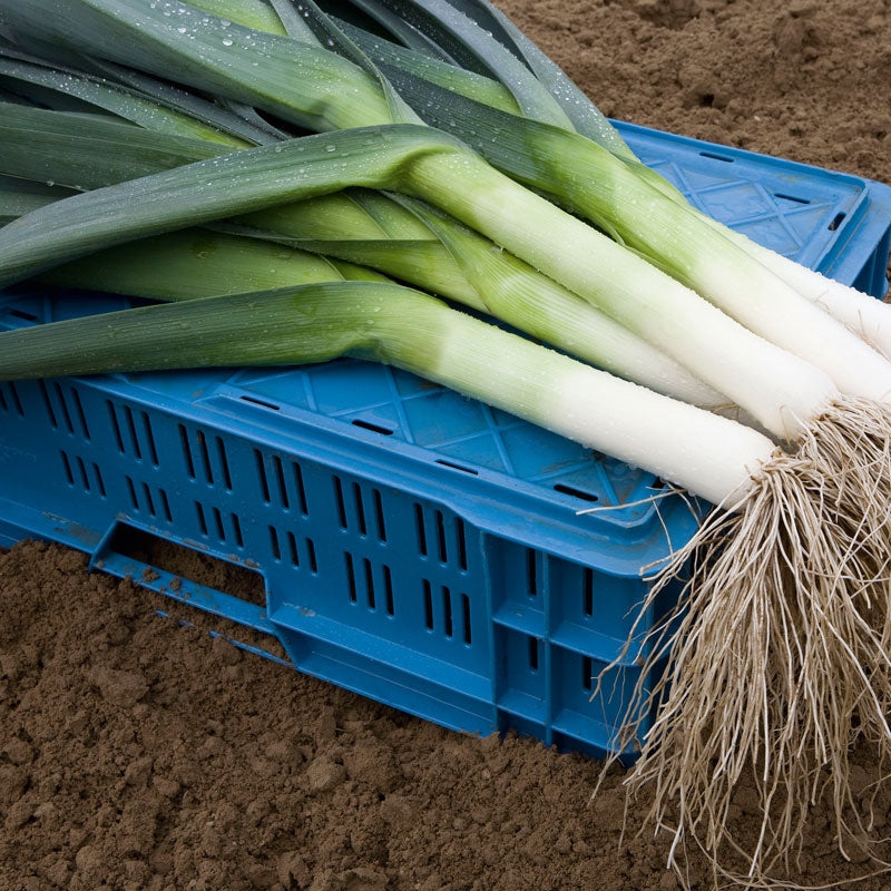 demand in back number is for the leek