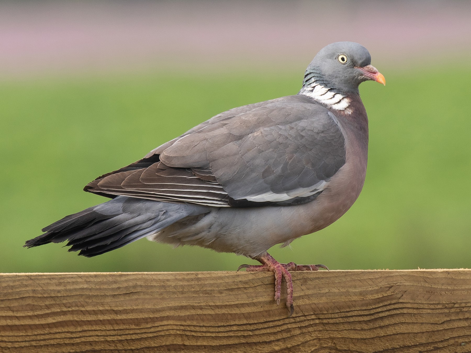 european pigeon