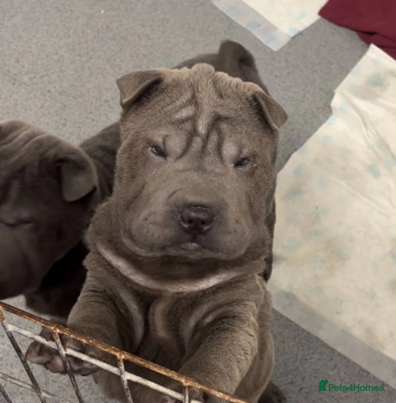 shar pei dog for sale uk