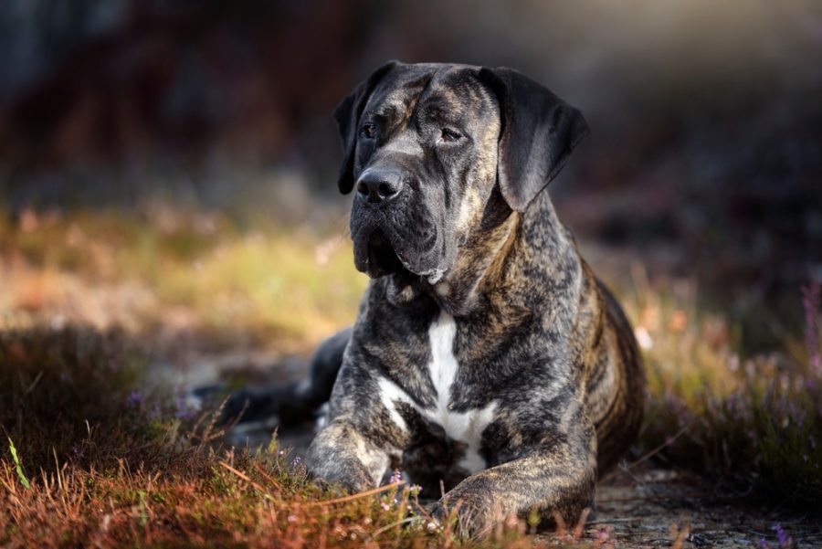 cost of presa canario