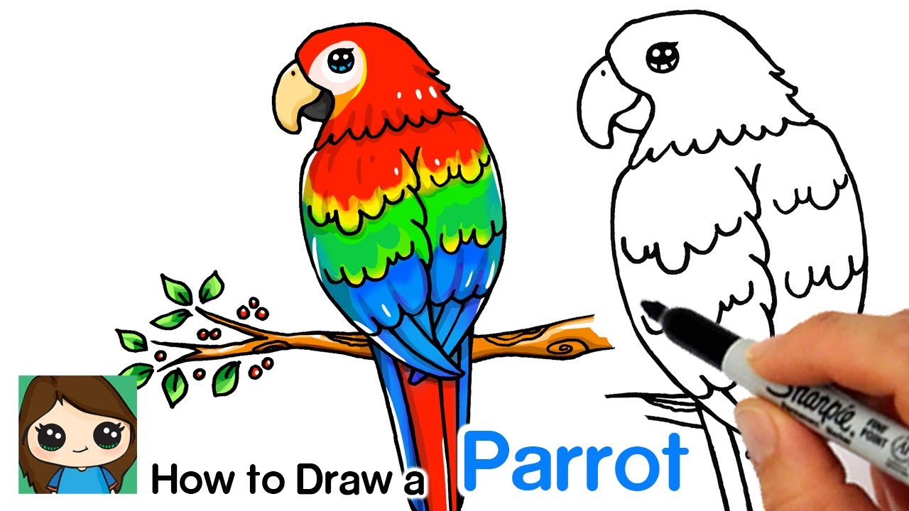 how to draw a parrot