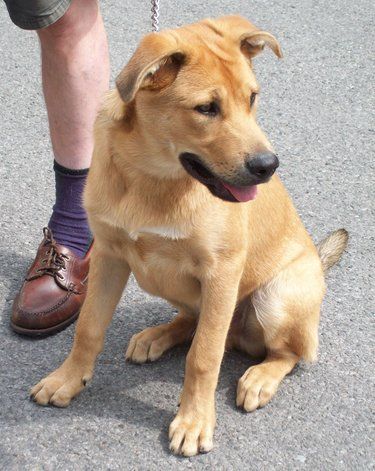 labrador shepherd mix