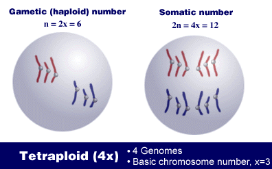 ploidy