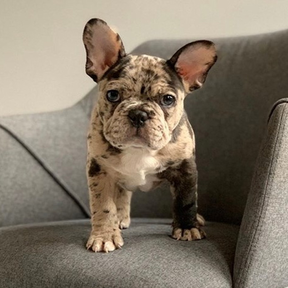 frenchie puppies for sale in ohio