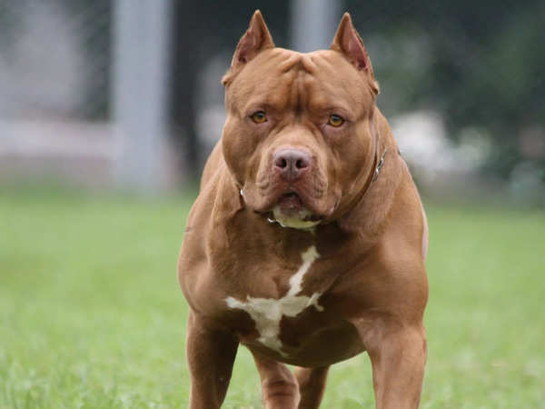 pitbull dangerous images