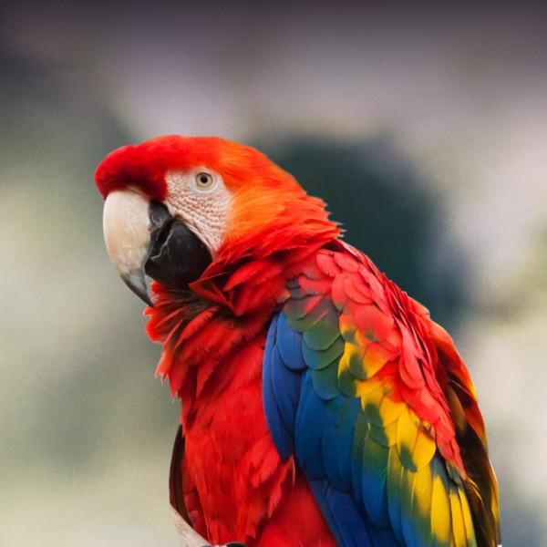 red parrot lifespan