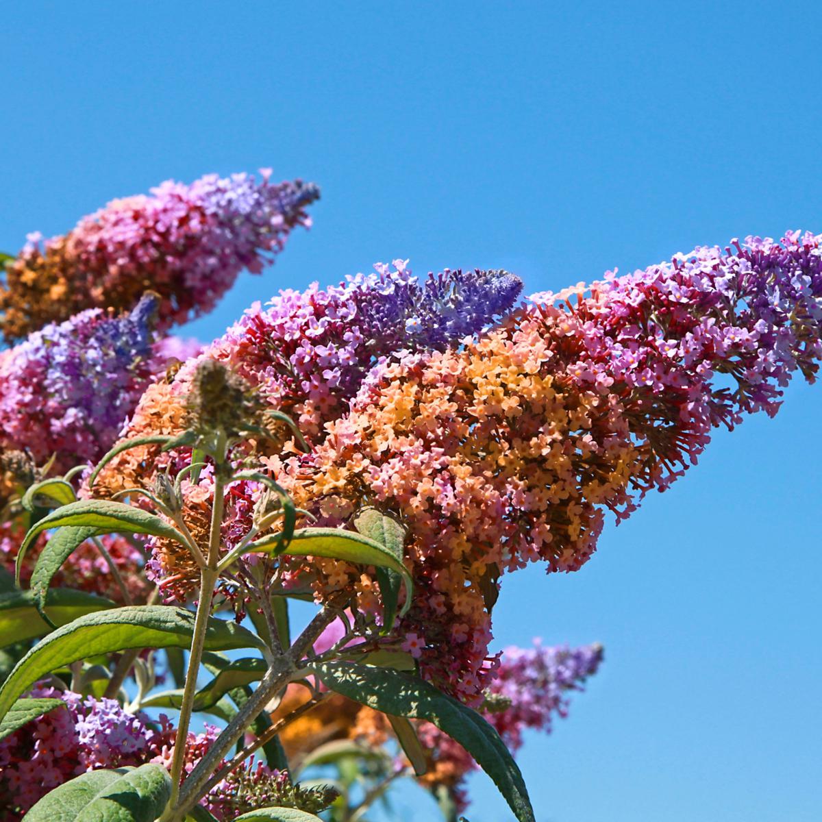 rainbow butterfly bush