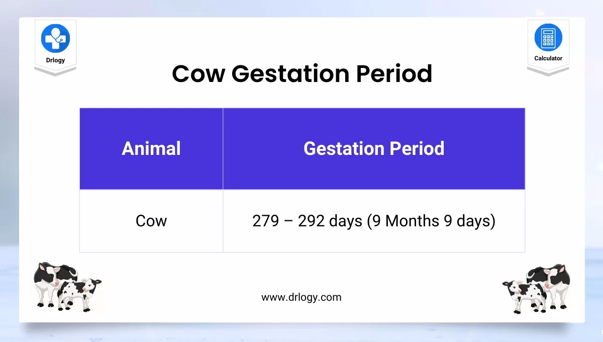 cow gestation period calculator