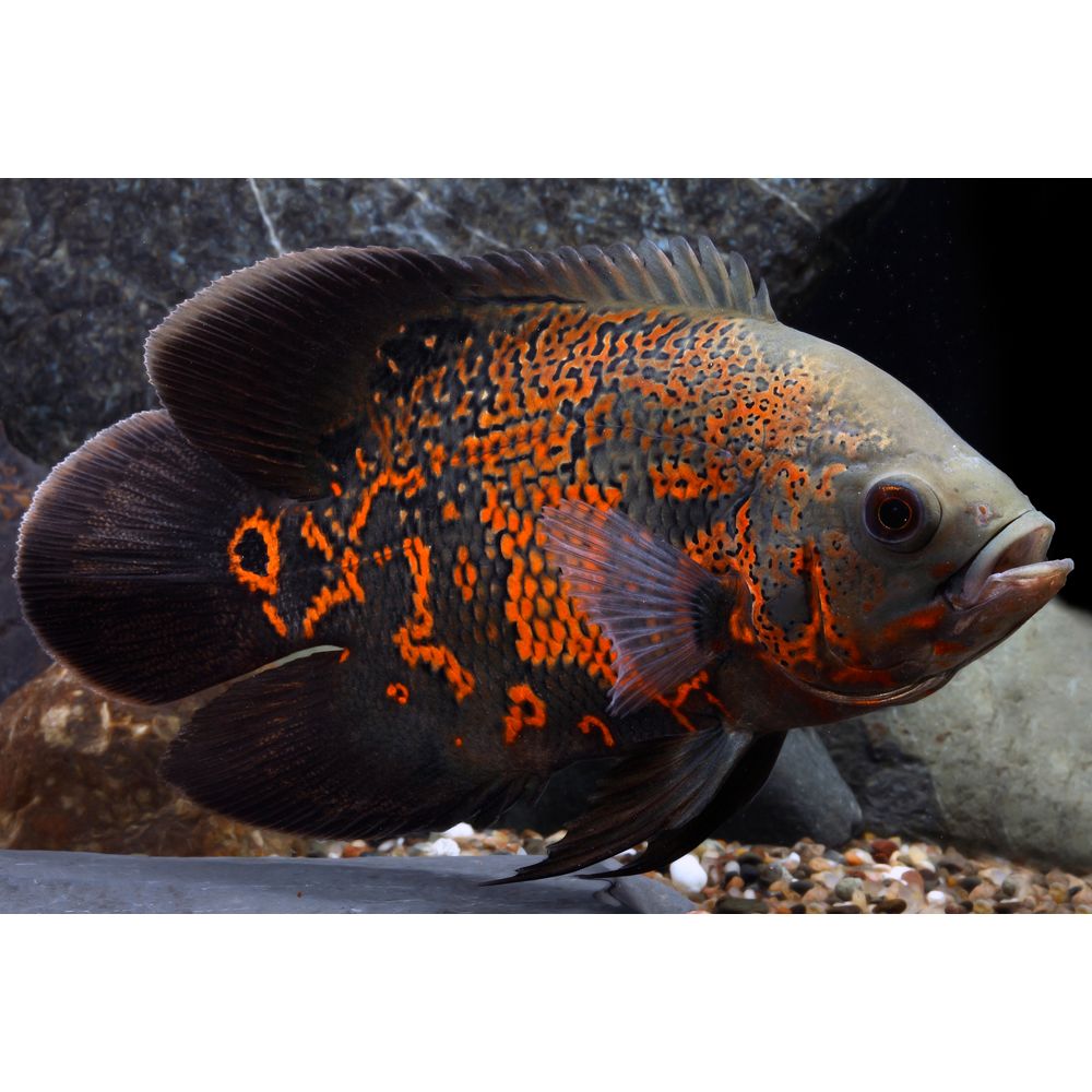 oscar cichlid for sale