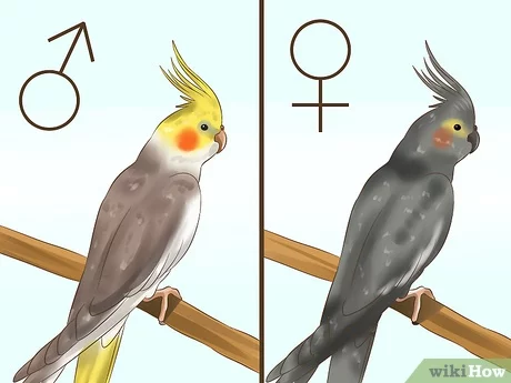 how to tell if a cockatiel is male or female