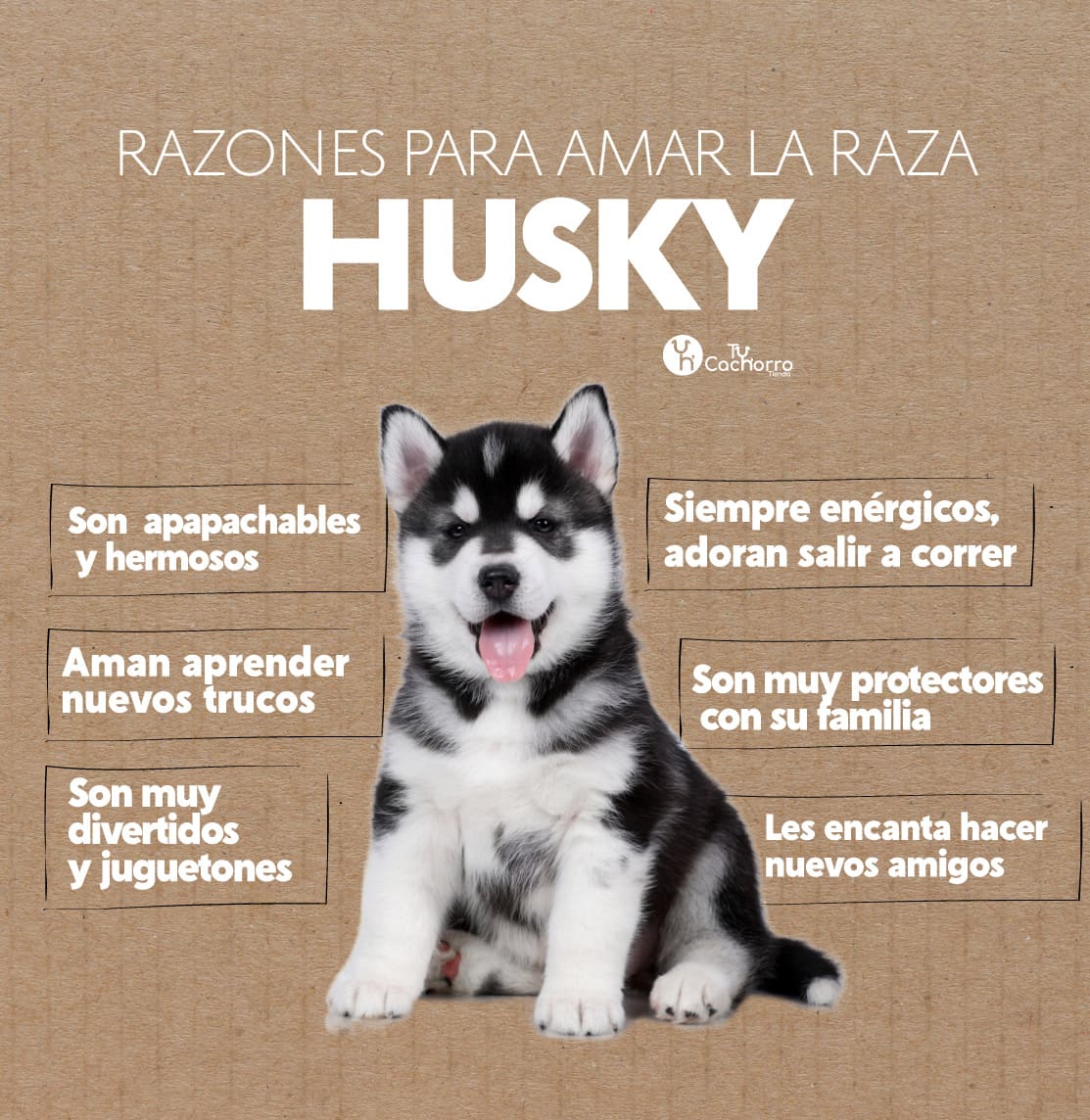 husky siberiano precio