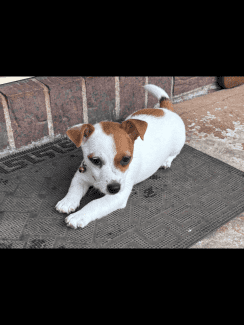 puppies for sale clarence valley