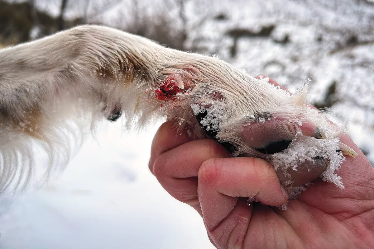 dew paw injury