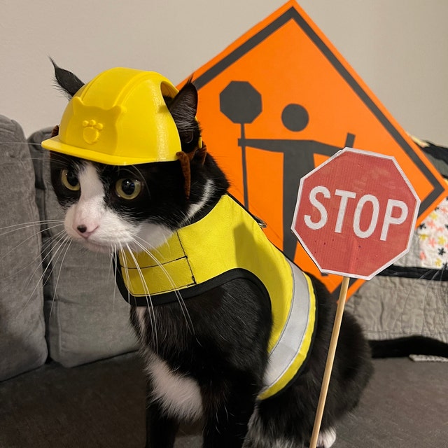 cats with hard hats