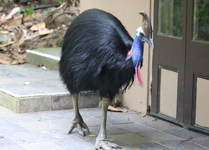 cassowary wiki