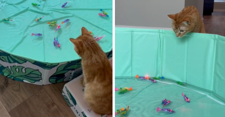 cat pool with fish