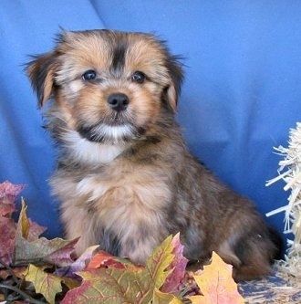 lhasa apso and yorkshire terrier cross