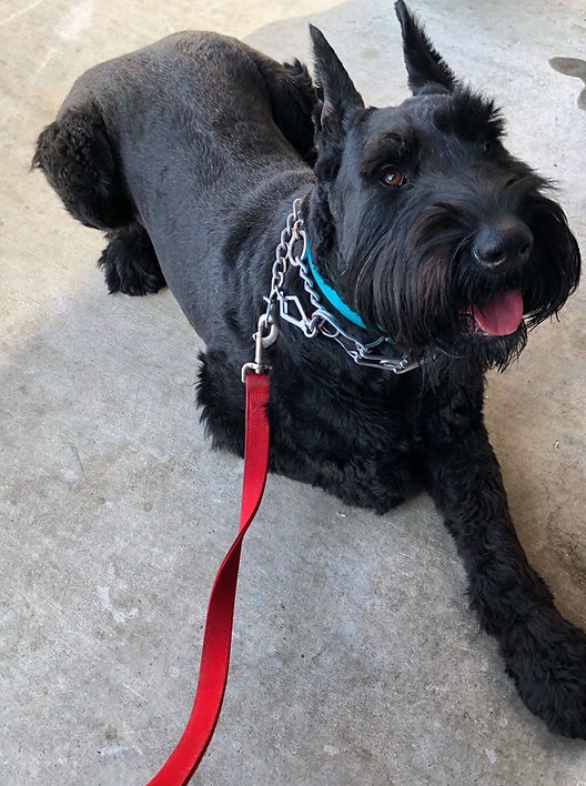 schnauzer texas