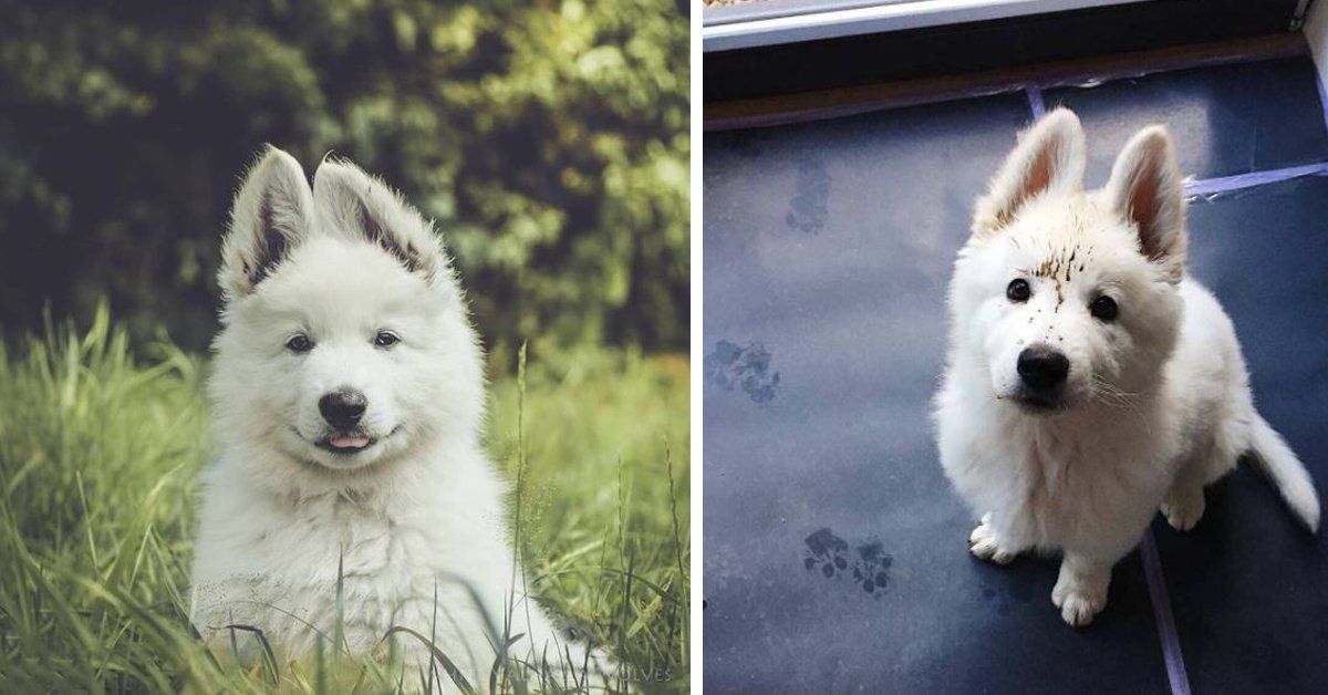 white gsd puppy