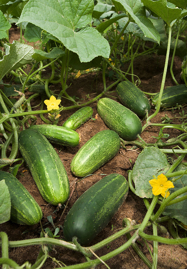 cucumber meaning in kannada