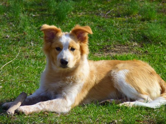 border collie golden retriever mix