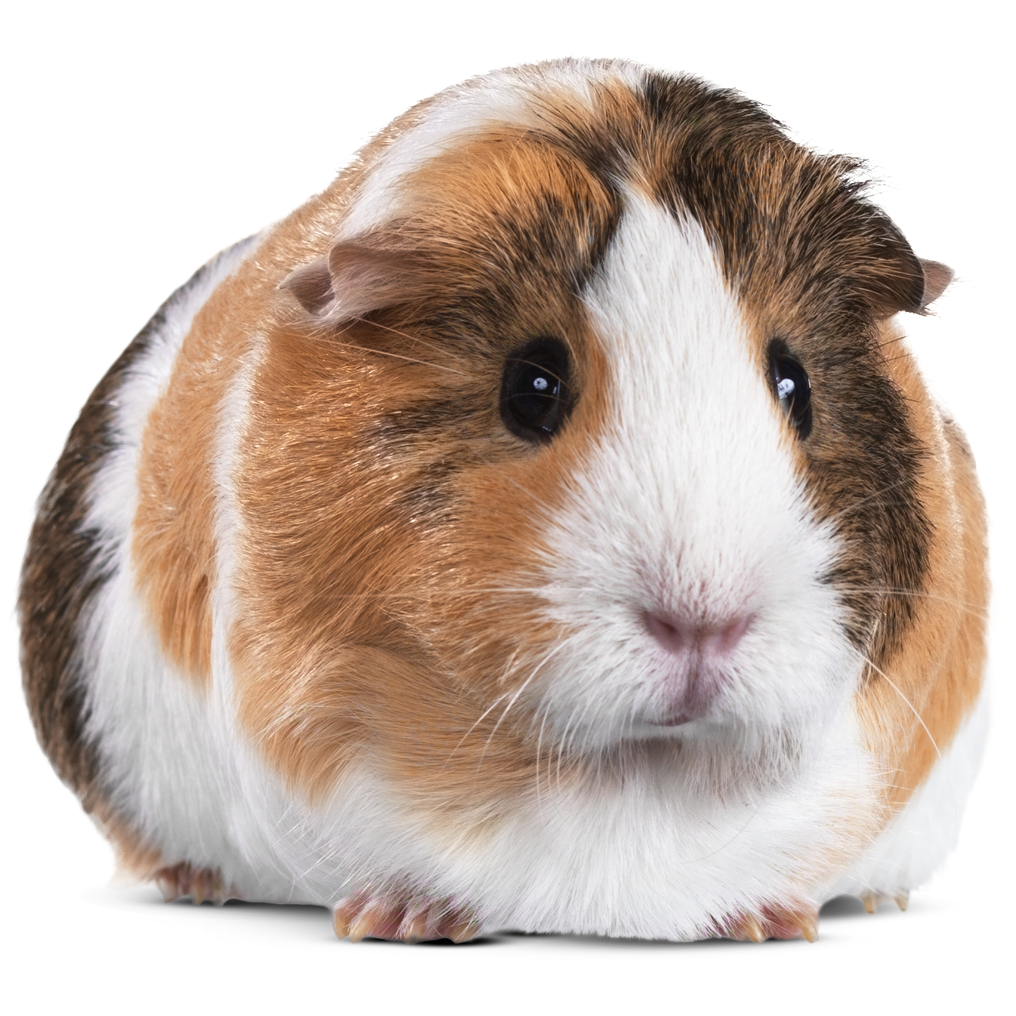 guinea pigs breeders near me