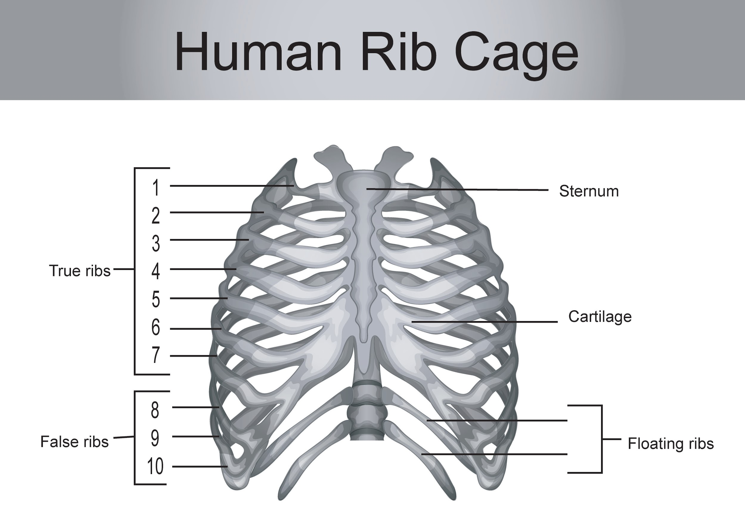 how many pairs of ribs does a human have