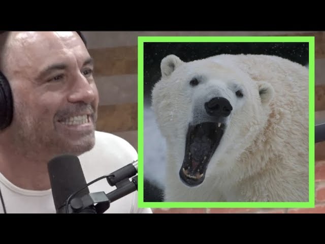 joe rogan polar bear story