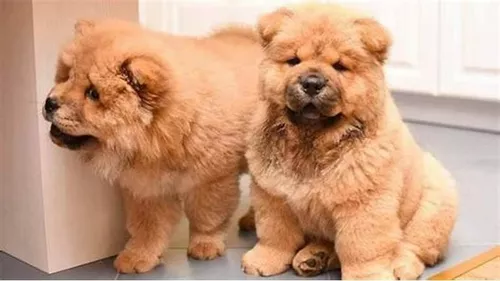 chow chow baratos