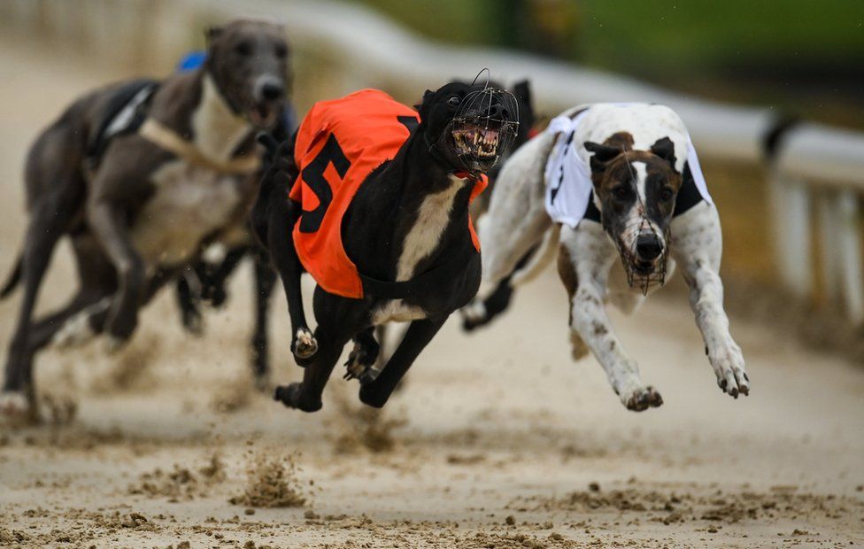 bbc greyhound results