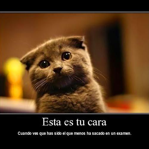 gatos graciosos con frases