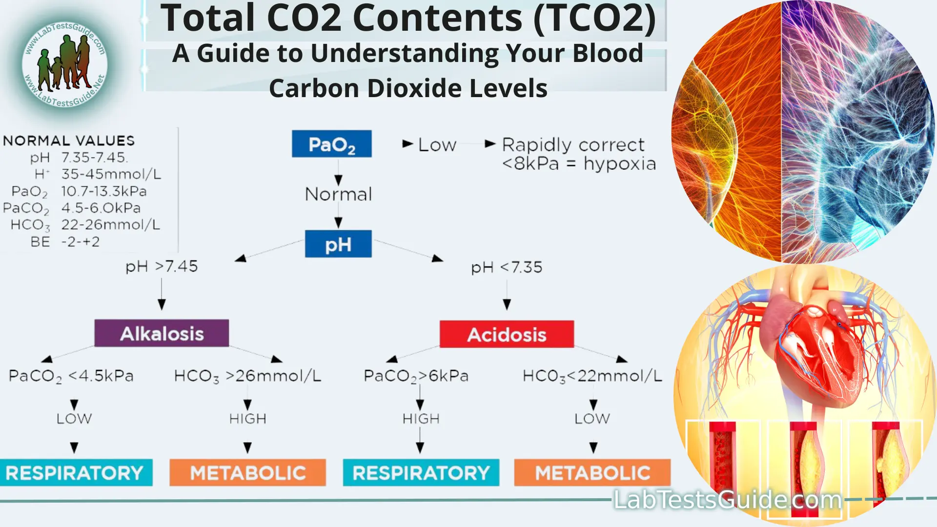 co2 levels low in blood