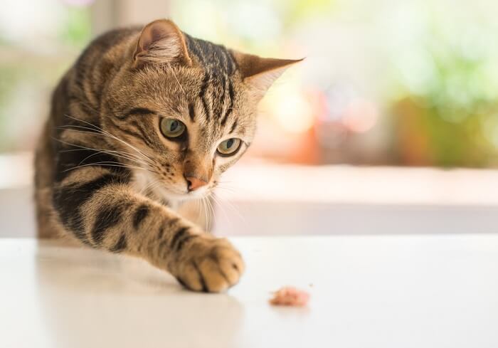 life expectancy for tabby cats