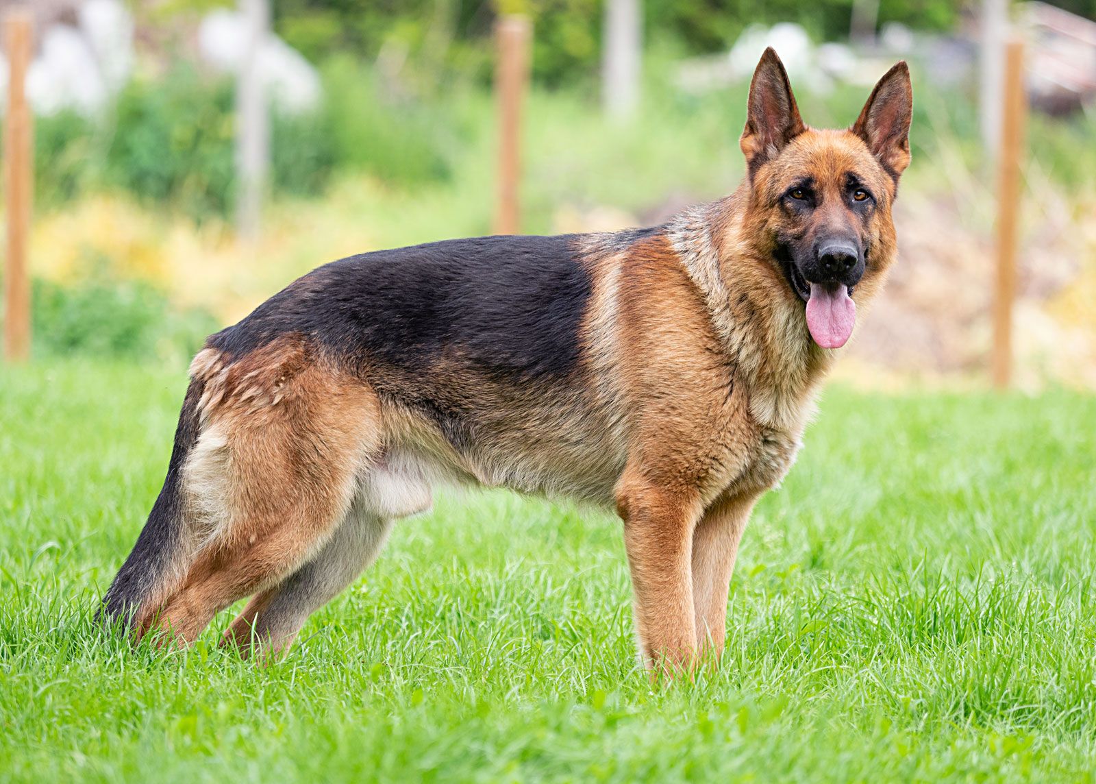 german shepherd dog photos